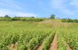 Domaine A.F. Gros
