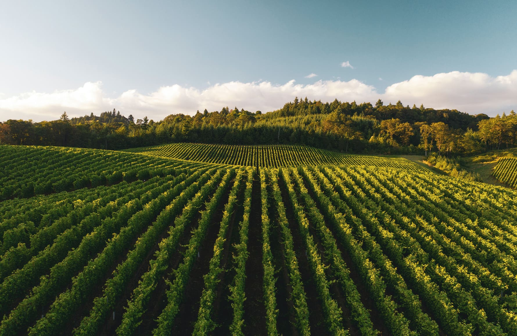 Dominus Estate