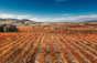 Marques de Murrieta - Spain