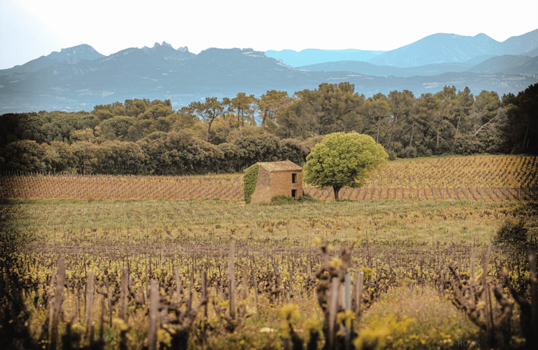 Vignobles Brunier