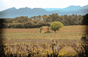 Brunier Vineyards