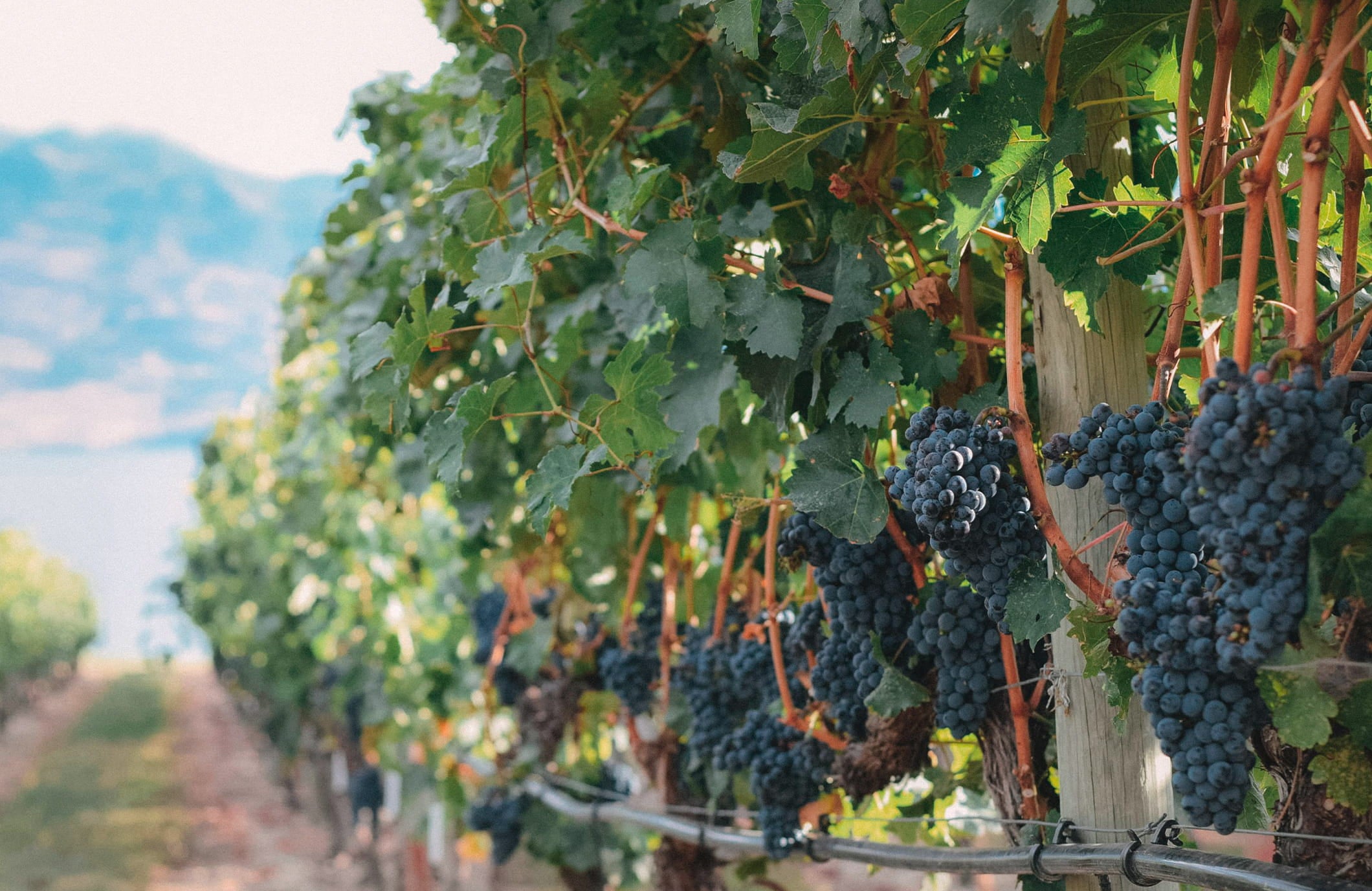 Vignes Maxime Renaudin