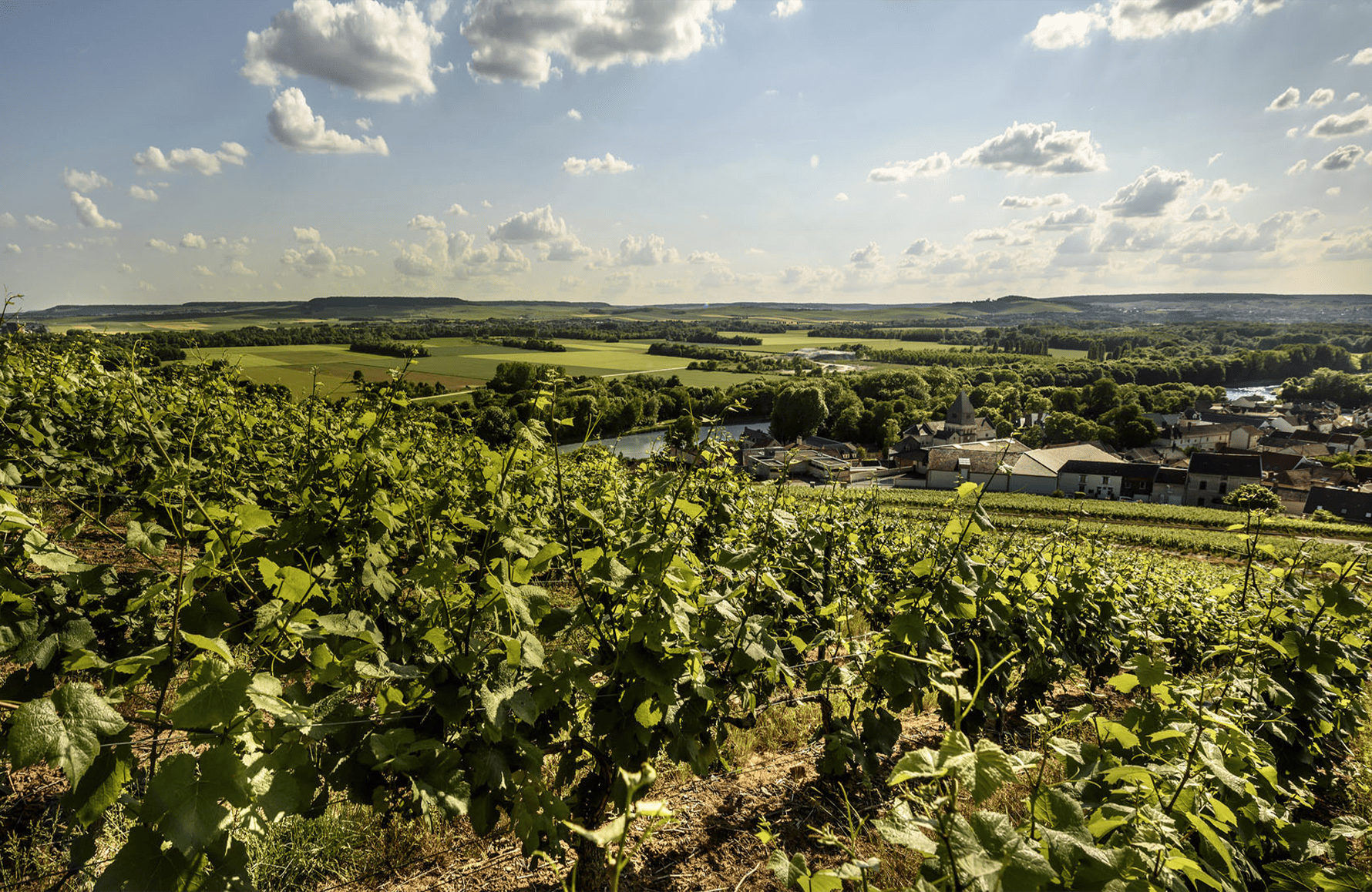 the story of Champagner Billecart Lachs