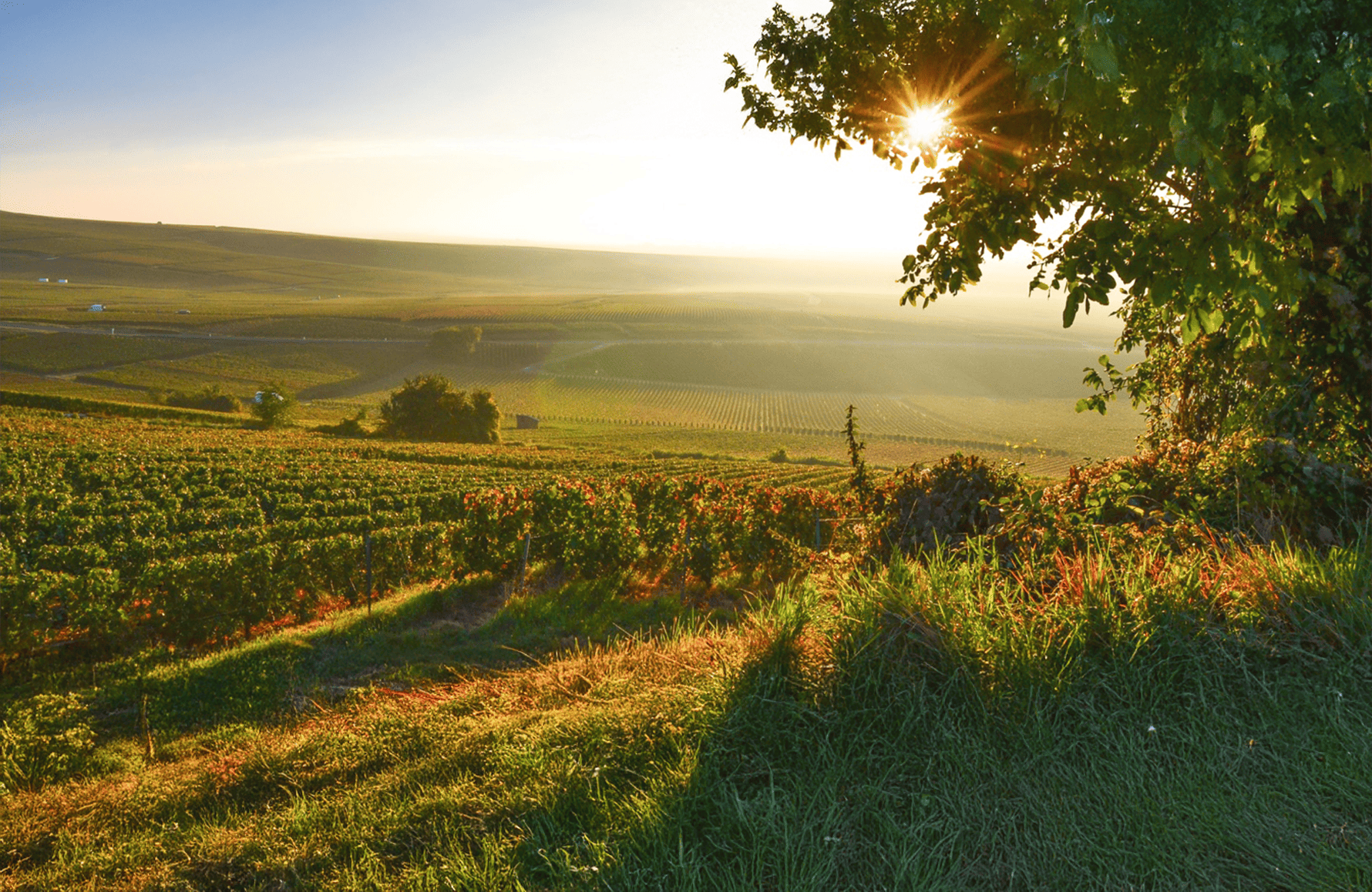 die Geschichte der Champagner Larmandier-Bernier