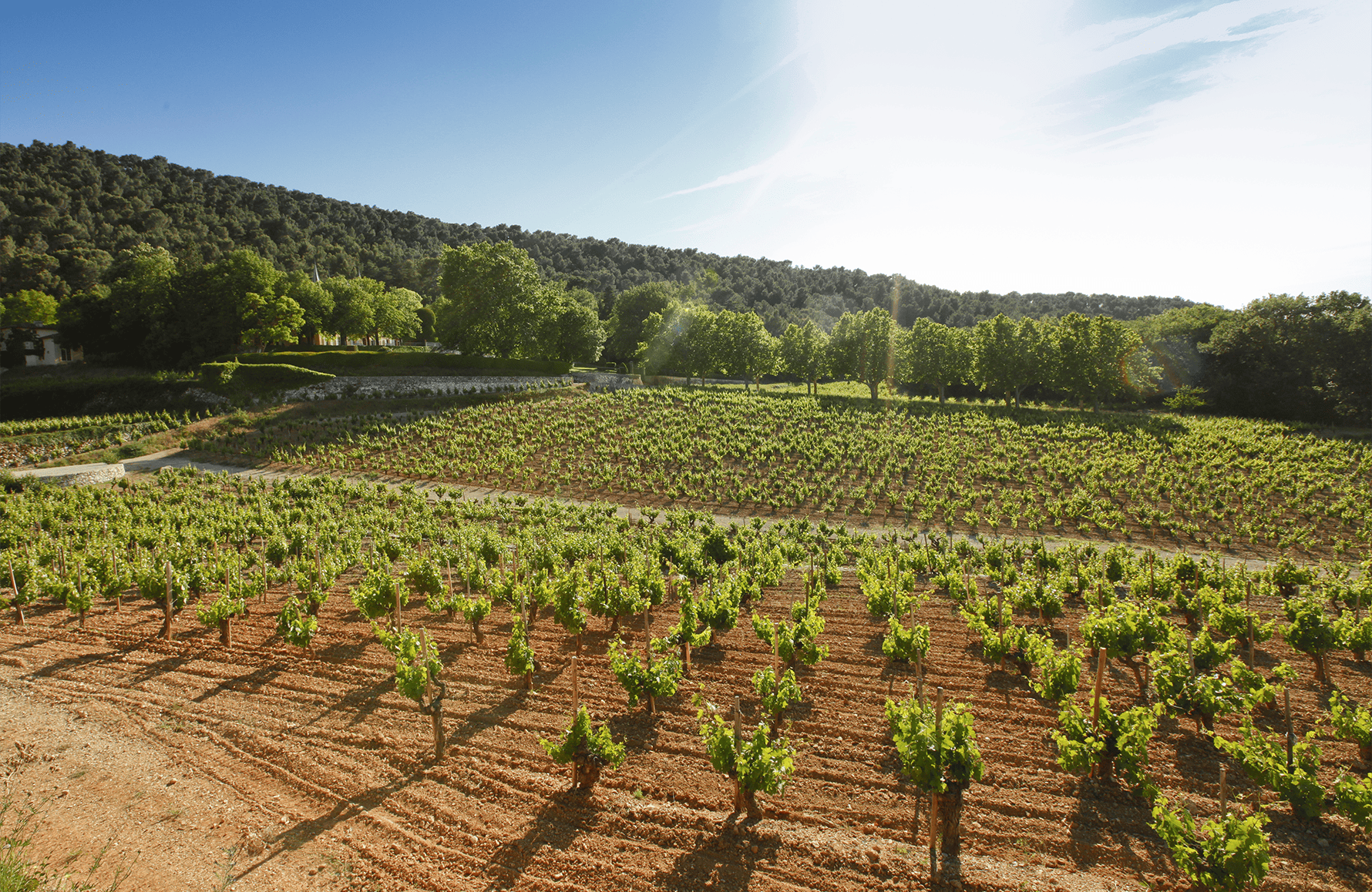 the story of Chateau Simone