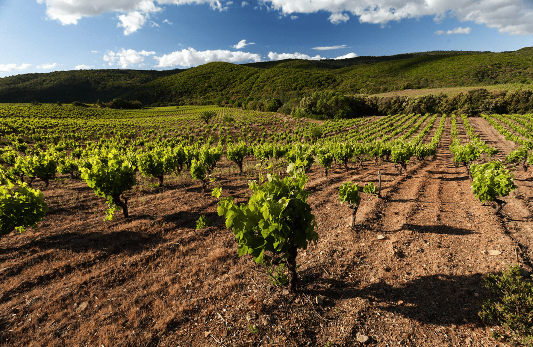 die Geschichte der Clos Bagatelle