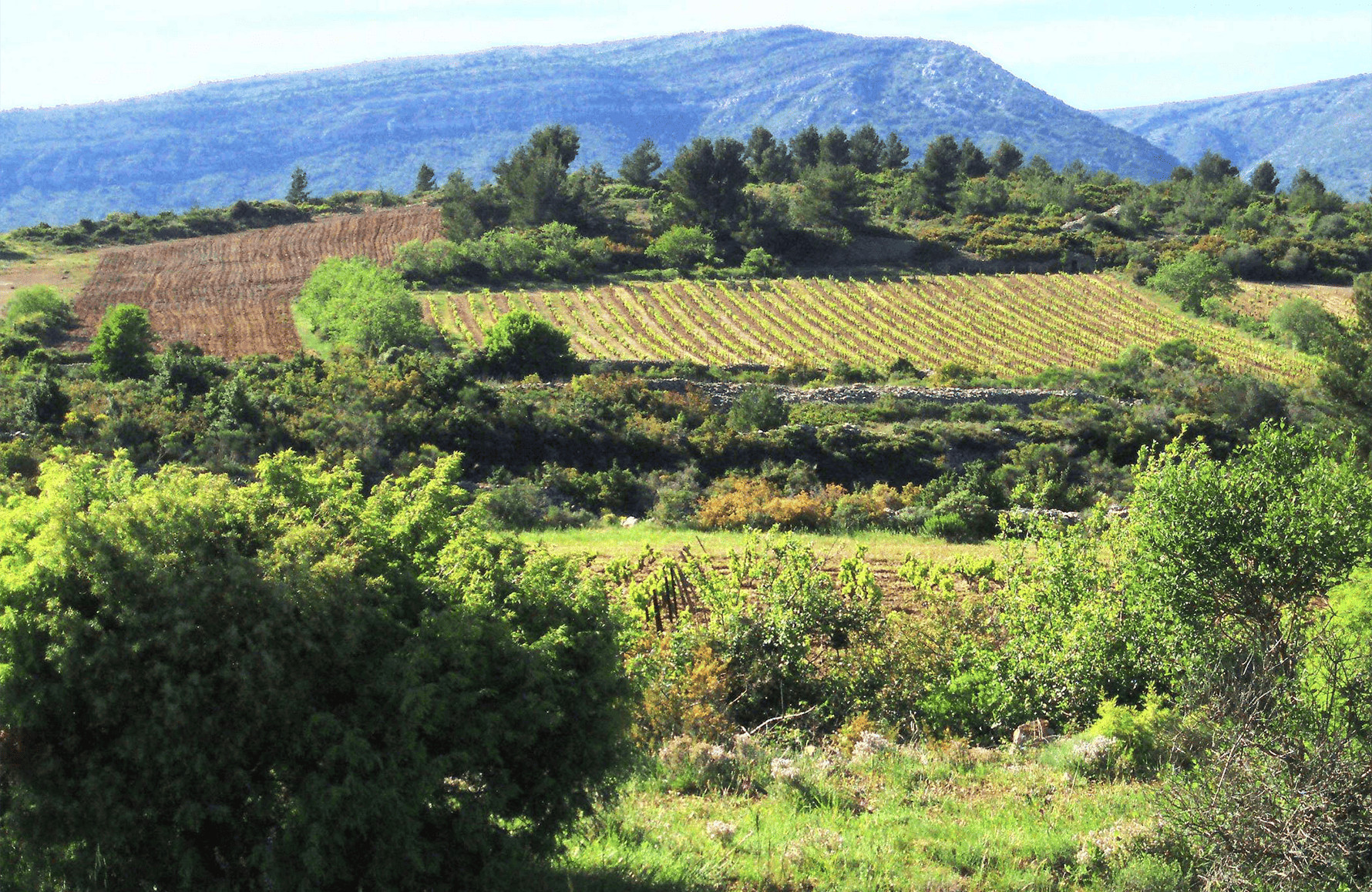 die Geschichte der Clos de l'Anhel