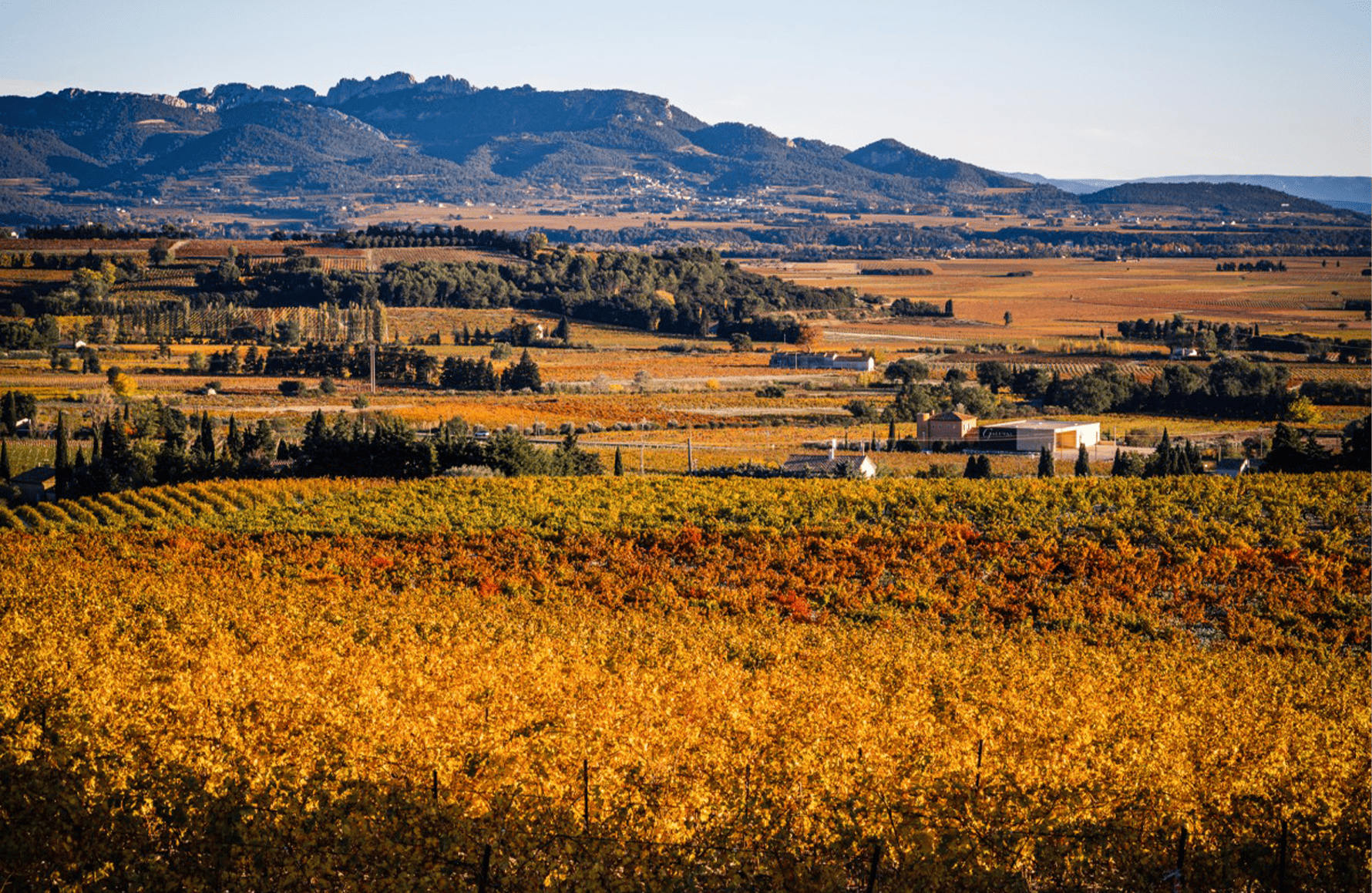 the story of Weingut Boisson