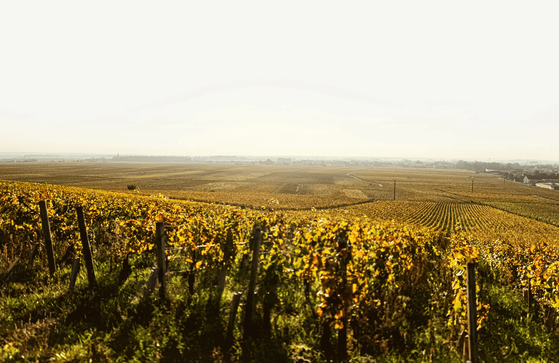 the story of Chantal Lescure Estate