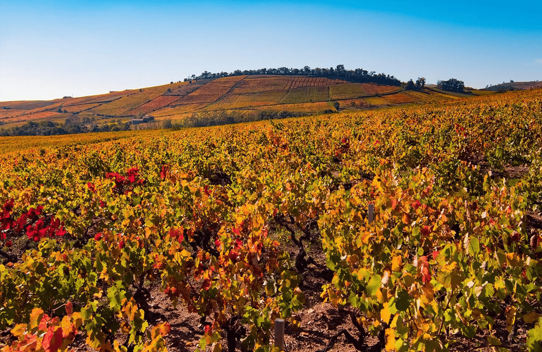 l’histoire du Domaines Chermette