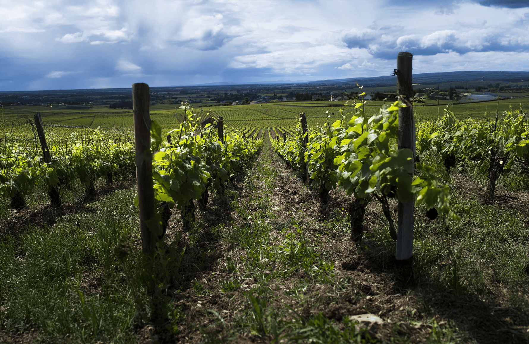 l’histoire du Domaine Eric de Suremain