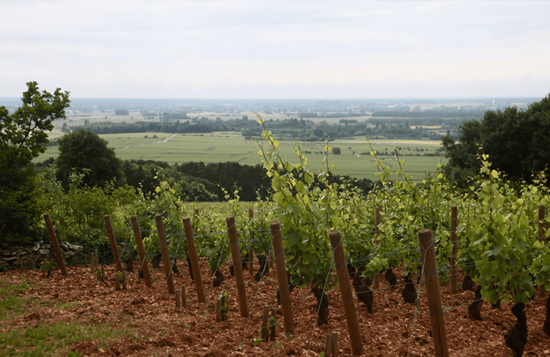 the story of Weingut Etienne Sauzet