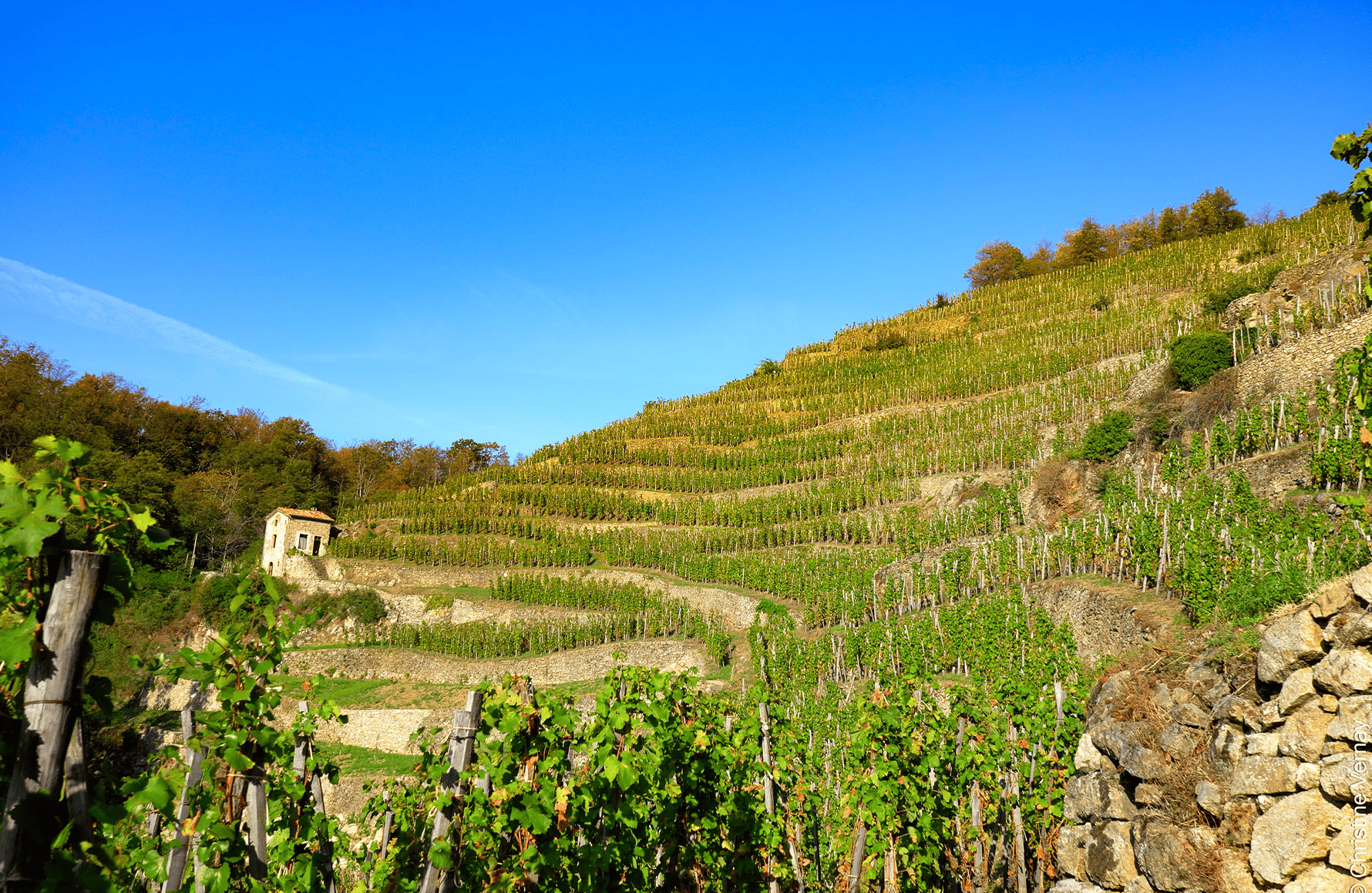 the story of Georges Vernay Estate