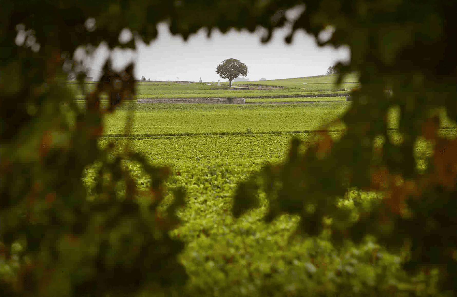 the story of Henri Boillot Estate