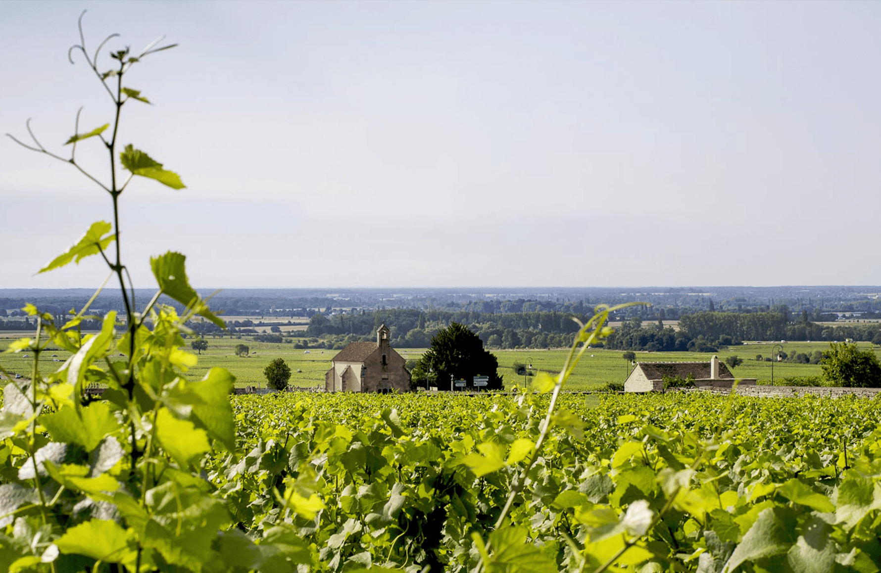 l’histoire du Domaine Michel Lafarge