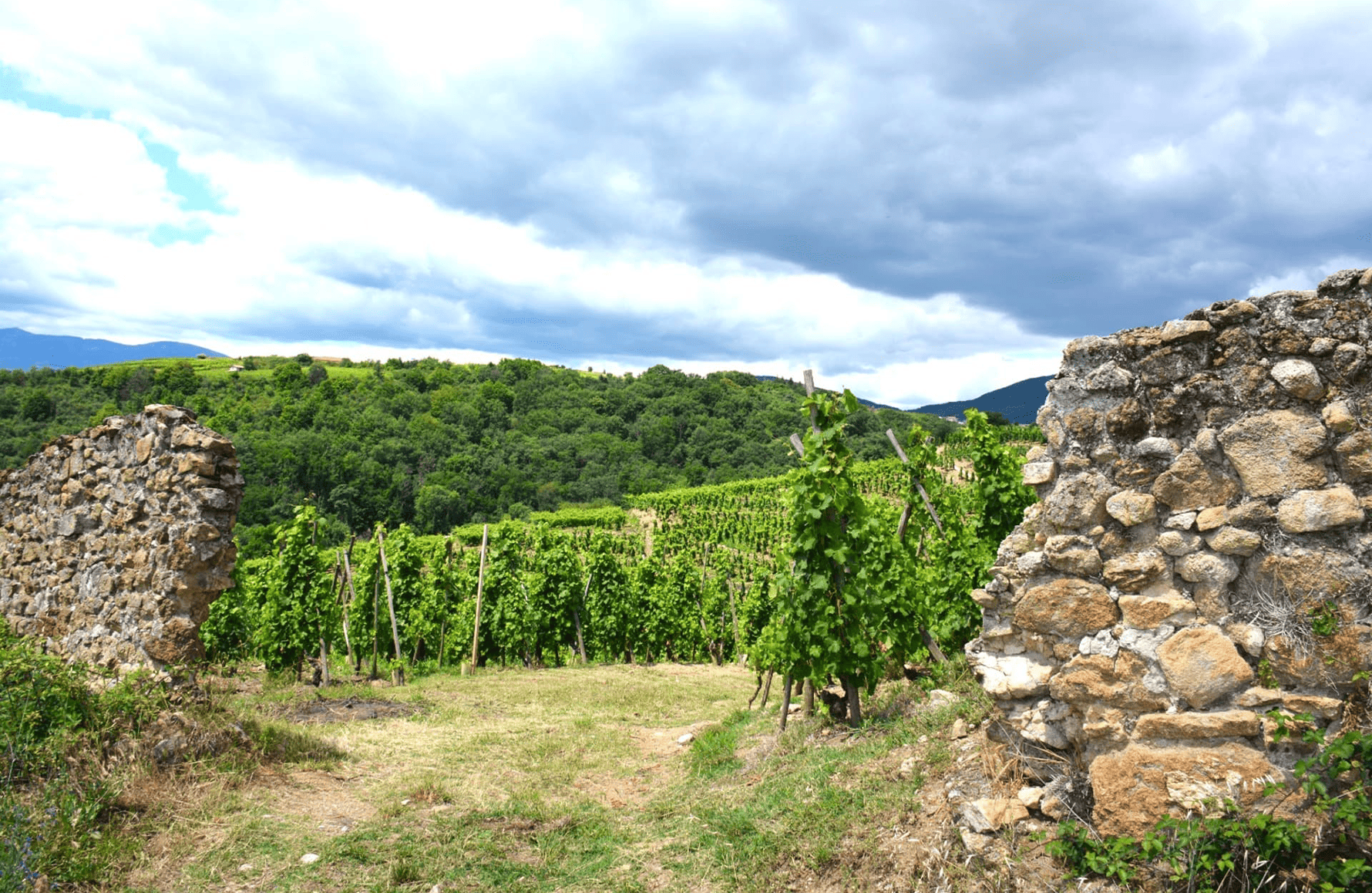l’histoire du Domaine Niero