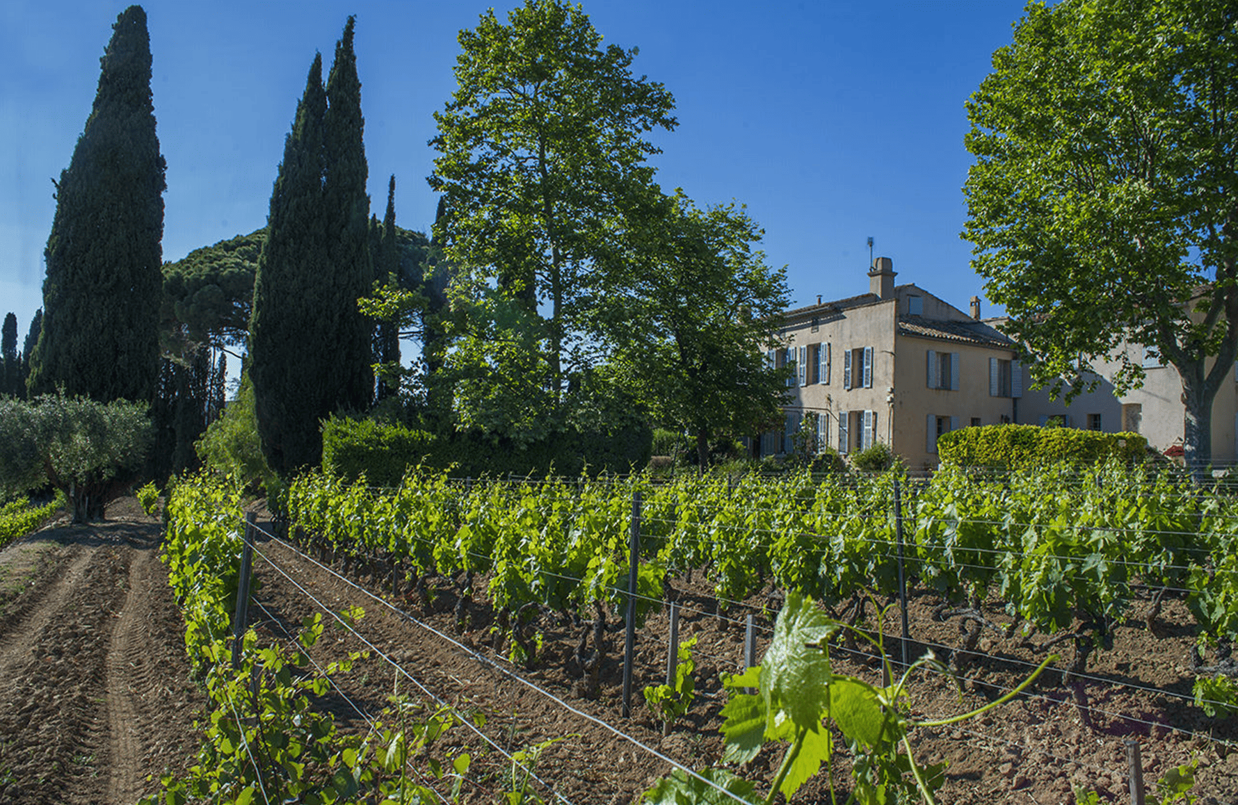 the story of Tempier Estate