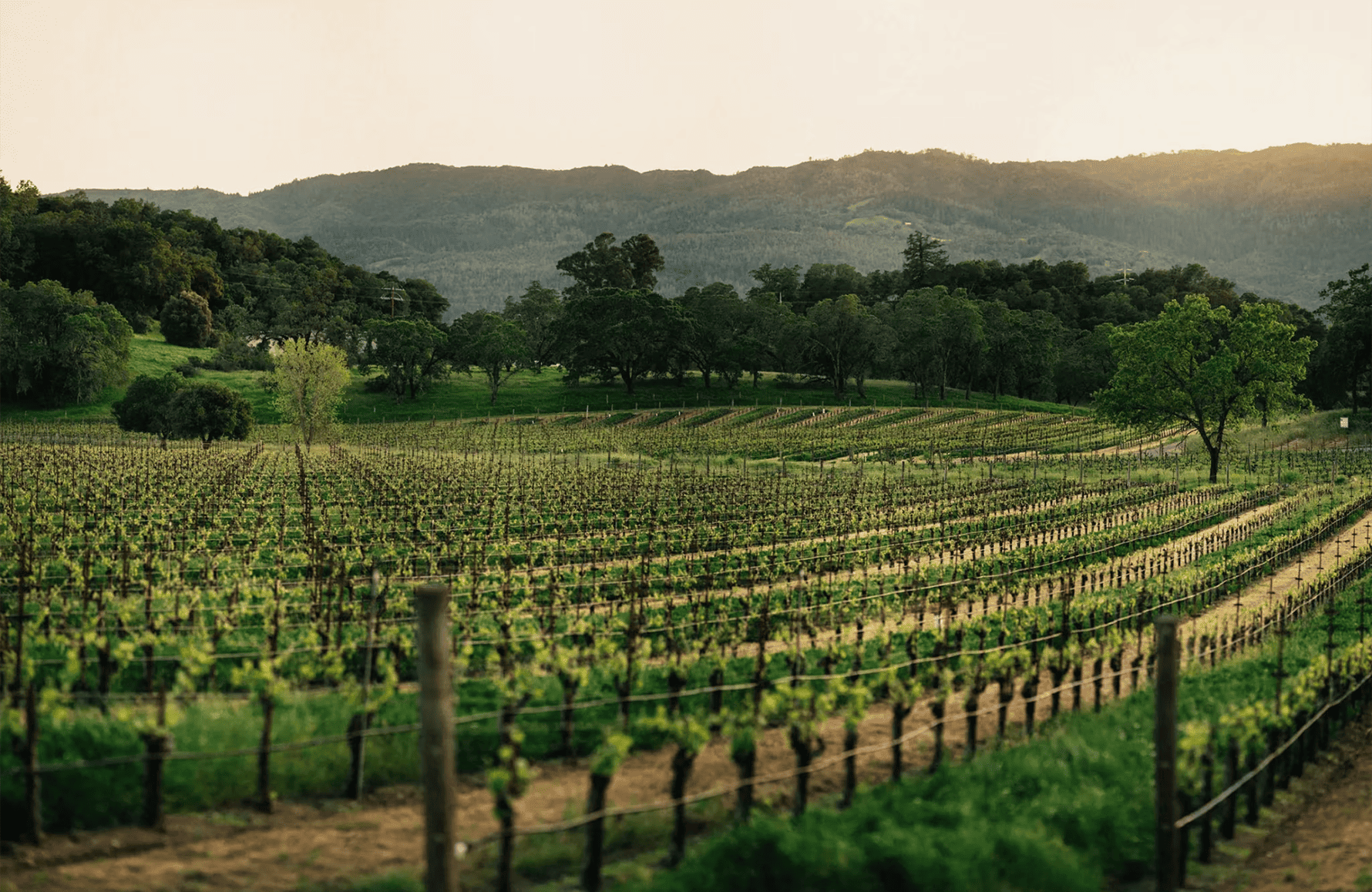 die Geschichte der Joseph Phelps Vineyards - Vereinigte Staaten