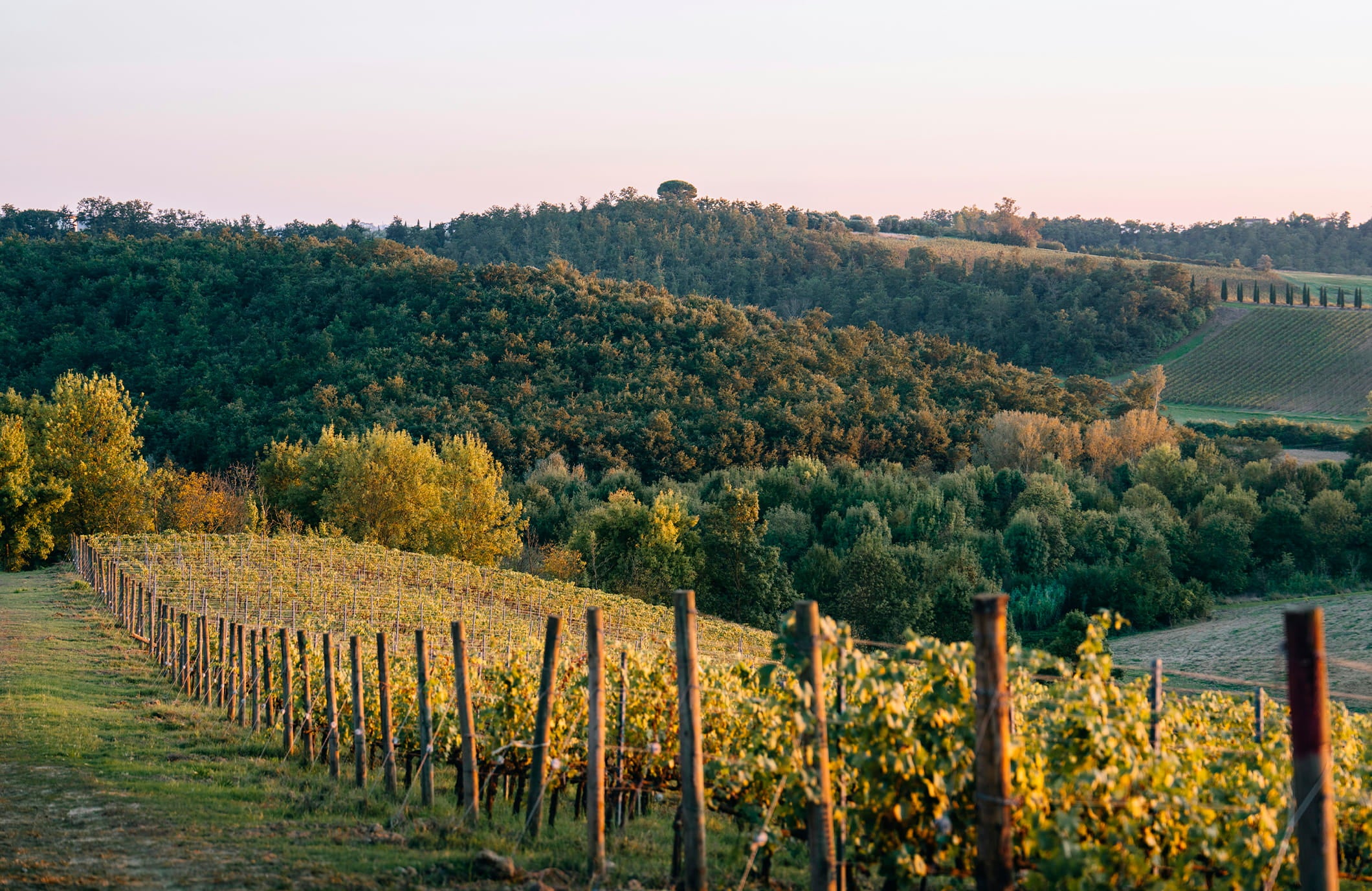 Vignoble Maxime Renaudin