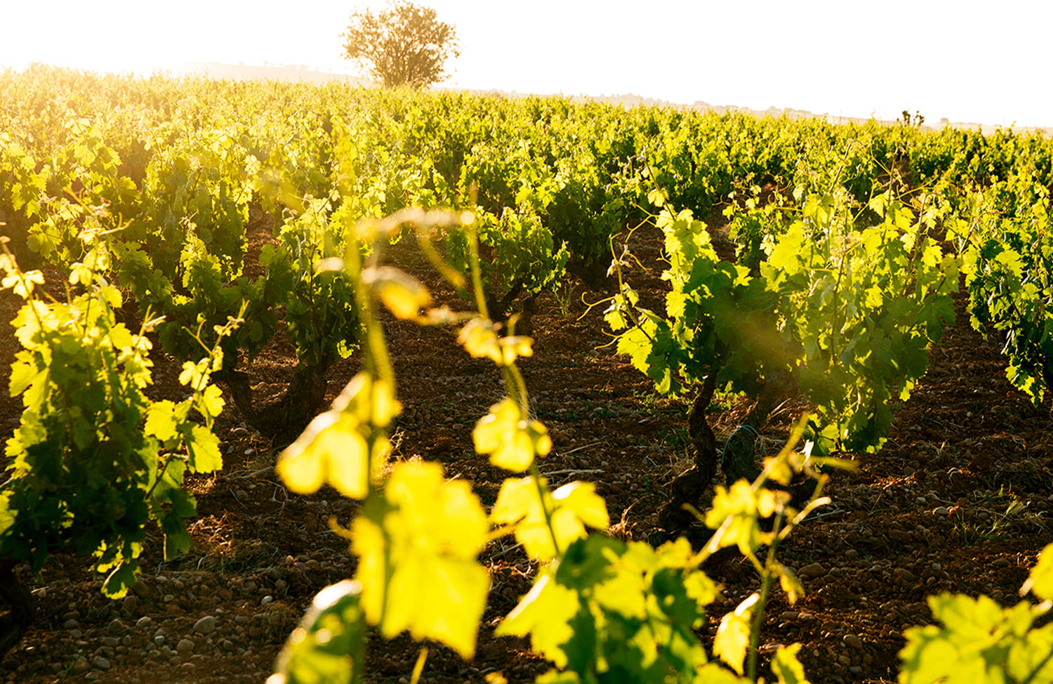 Vignes Pingus