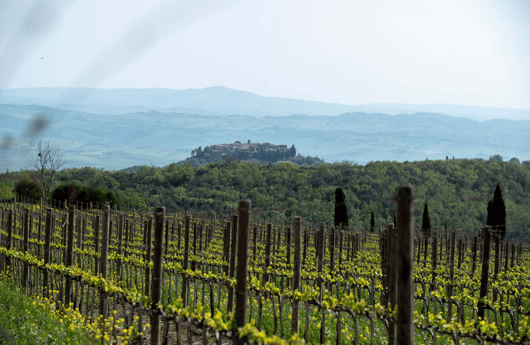 die Geschichte der Poggio Antico - Italien