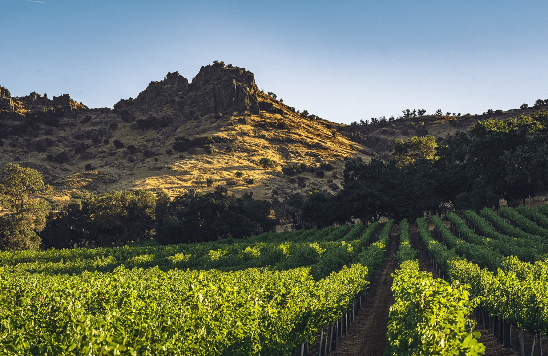 the story of Stag's Leap - Napa Valley