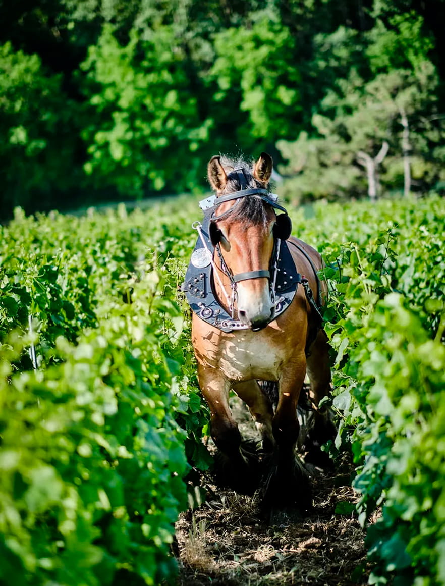 Cheval dans les vignes