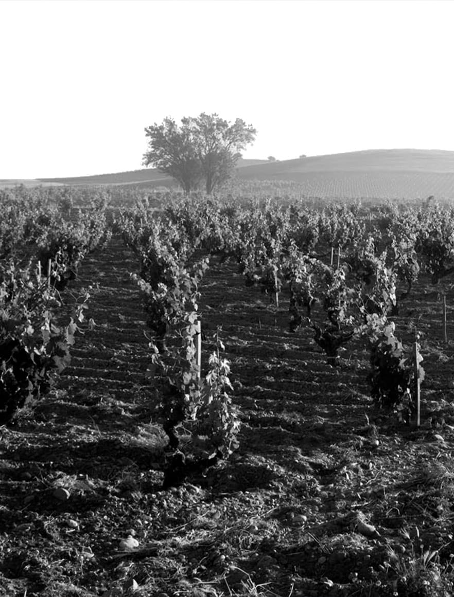 vignoble 