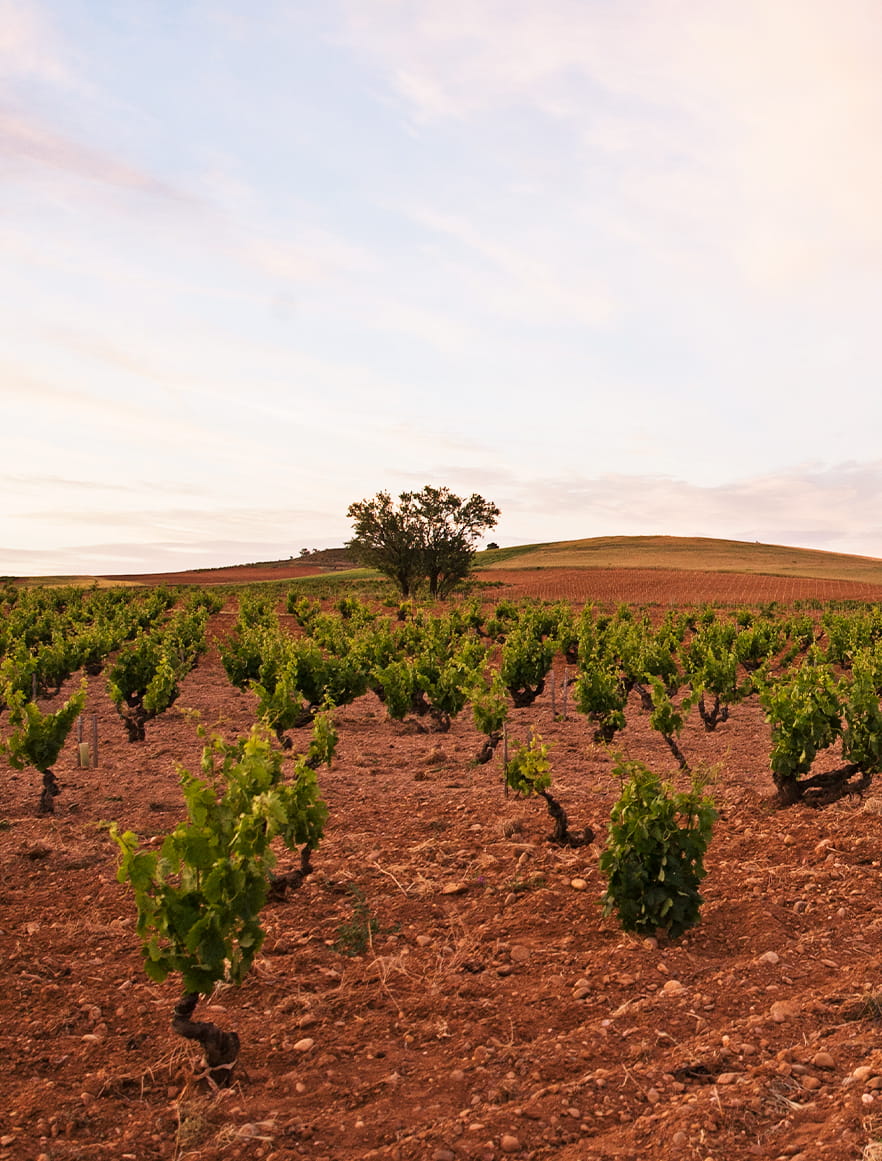 Vignes espagnoles
